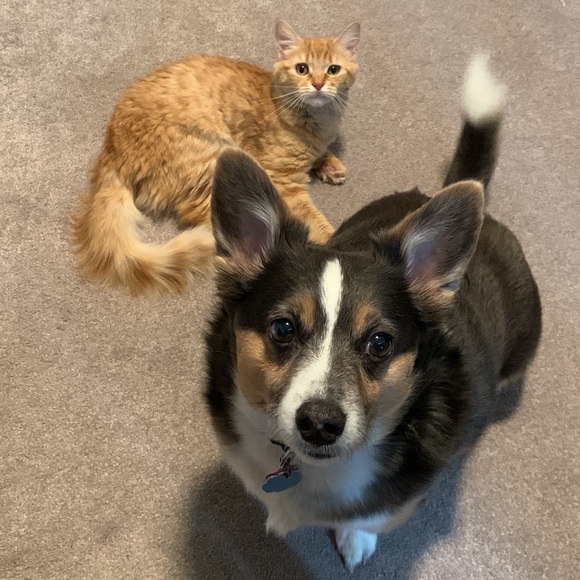 Meet your Posher, Sabrina - Picture 4 of 4